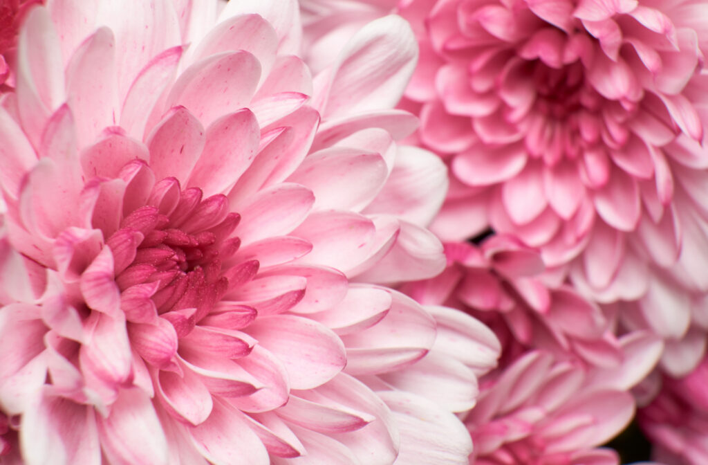 Close-up of pink chrysanthemum flowers in bloom