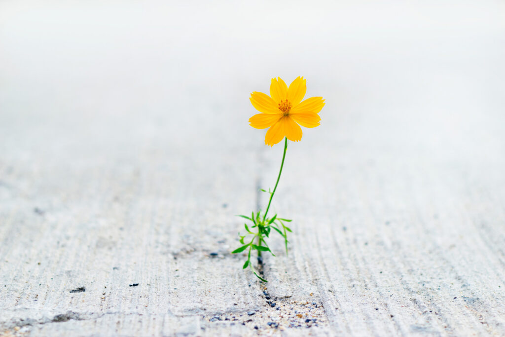 Yellow flower growing through a crack in concrete